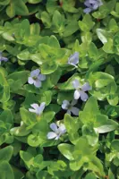 Bacopa caroliniana