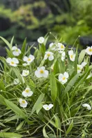 Baldellia ranunculoides