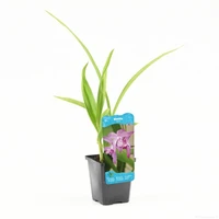 Bletilla striata - afbeelding 1