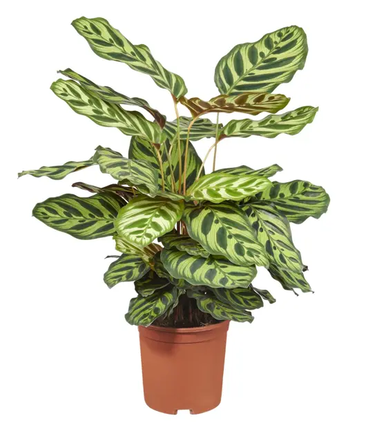 Calathea 'makoyana' D19 H70