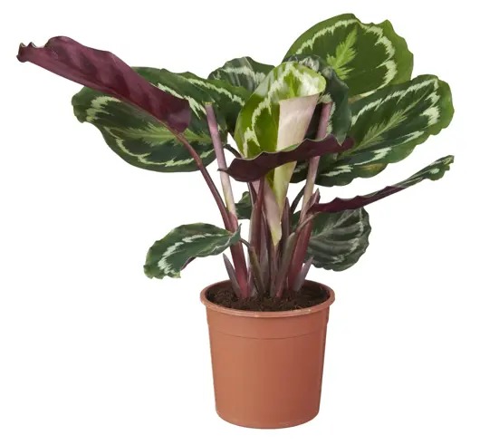 Calathea 'medaillon' D19 H70