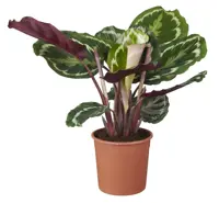 Calathea 'medaillon' D19 H70