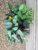 Calathea Mix P14 - afbeelding 1