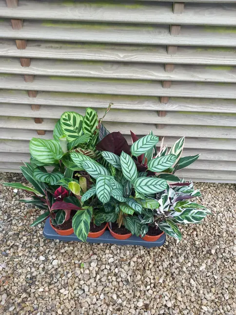 Calathea Mix P14 - afbeelding 2