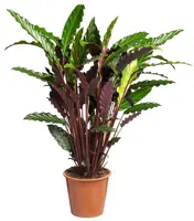 Calathea 'rufibarba' D19 H70