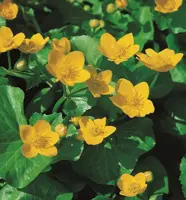 Caltha palustris