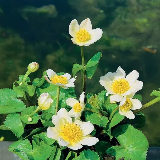 Caltha palustris 'Alba'