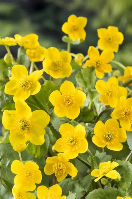 Caltha palustris (Dotterbloem)