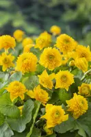 Caltha palustris 'Multiplex'