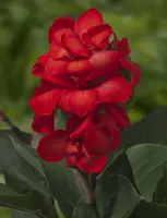 Canna carmen