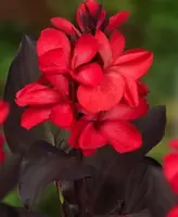 Canna Red