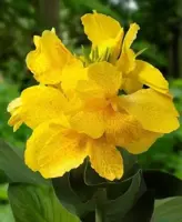 Canna Yellow