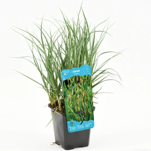 Carex panacea - afbeelding 1