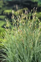 Carex panacea