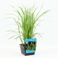 Carex riparia - afbeelding 1