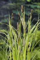 Carex riparia