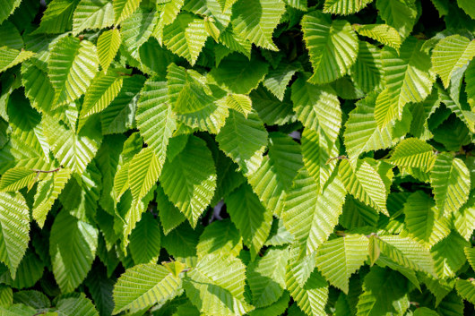 Carpinus betulus - haagbeuk 150/175 - image 1