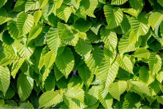 Carpinus betulus - haagbeuk 60/80 - image 1