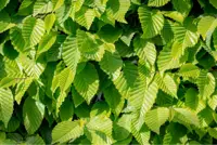 Carpinus betulus - haagbeuk 80/100 - image 1