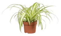 Chlorophytum  D13 H15