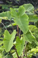 Colocasia esculenta