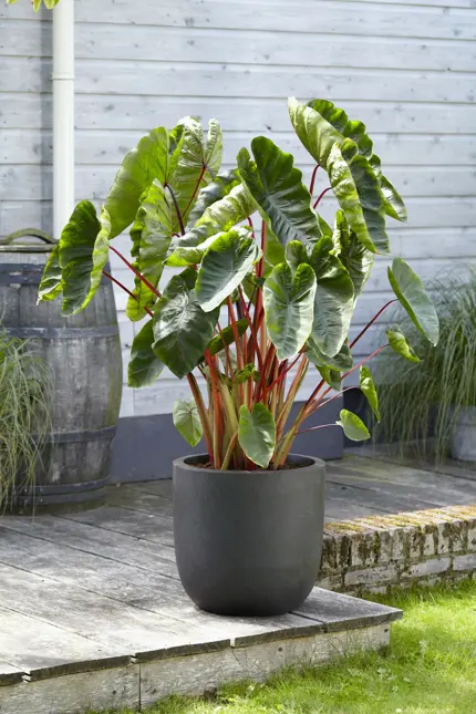 Colocasia hawaiian punch