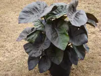 Colocasia kona coffee