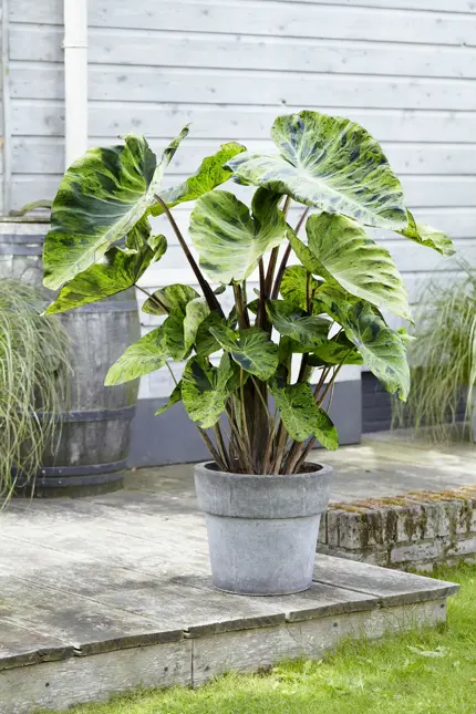 Colocasia mojito