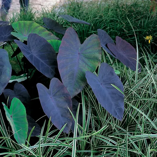 Colocasia rubra Black Magic