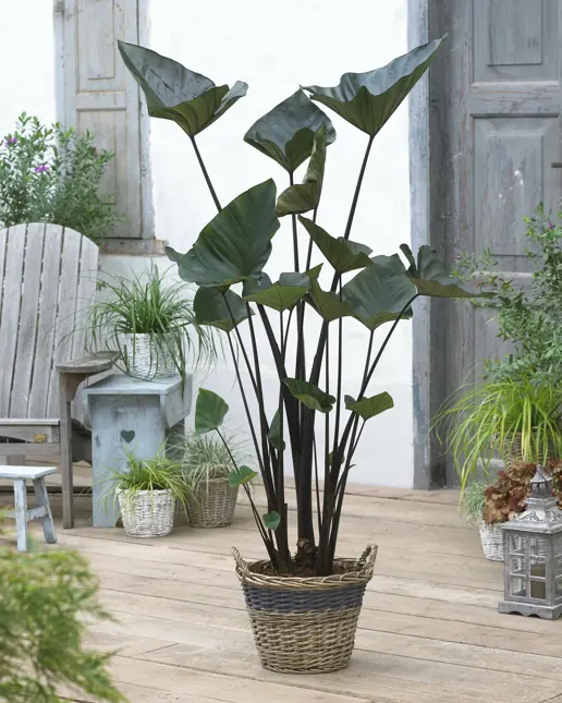 Colocasia tea cup