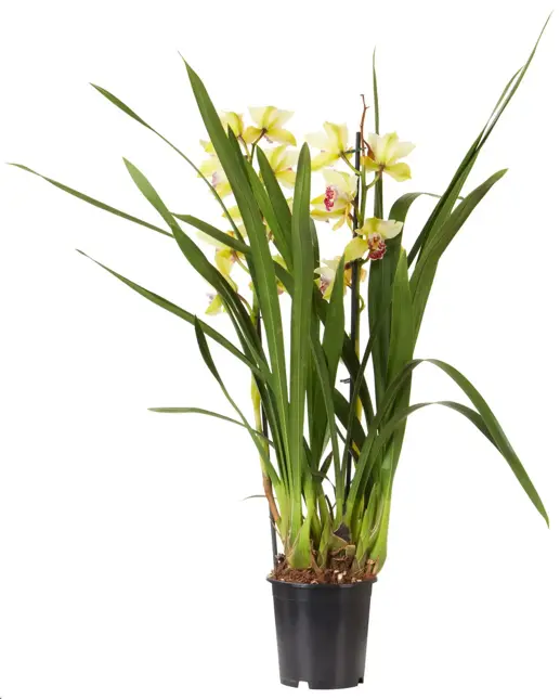 Cymbidium D14 H80 - afbeelding 2