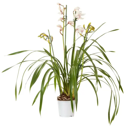 Cymbidium D14 H80 - afbeelding 1