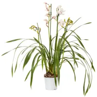 Cymbidium D14 H80 - afbeelding 1