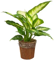 Dieffenbachia mix P9