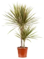 Dracaena 'Bicolor' D22 H145