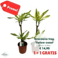 Dracaena frag. 'yellow coast'