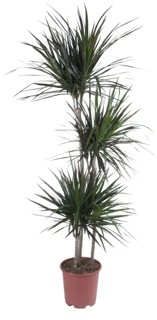 Dracaena 'Magenta' D22 H145