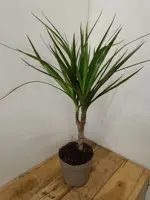 Dracaena 'Marginata'  D10,5 H40