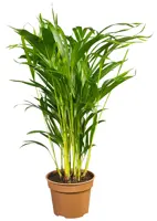 Dypsis D12 H40