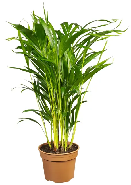 Dypsis D24 H120