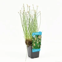 Eleocharis palustris - afbeelding 1