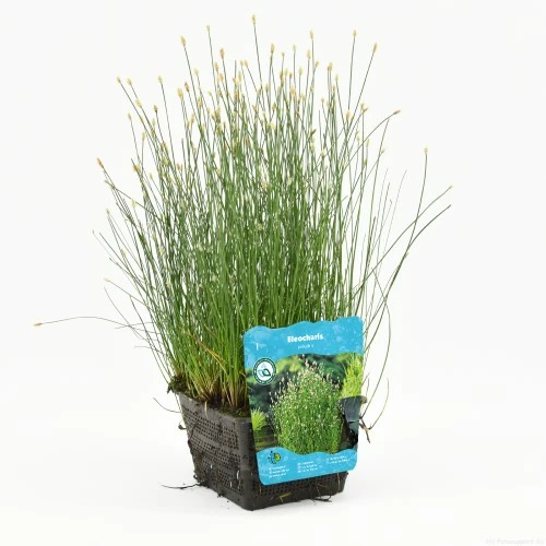 Eleocharis palustris - afbeelding 1