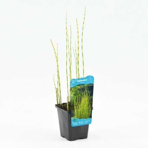 Equisetum fluviatile