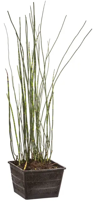 Equisetum fluviatile