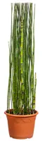 Equisetum japonica