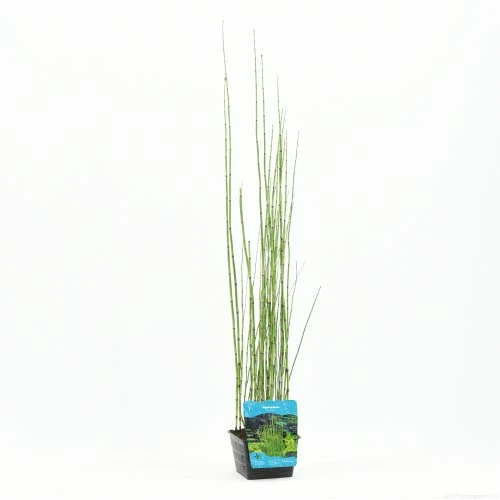 Equisetum japonicum p18