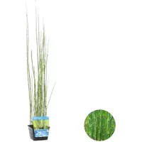 Equisetum japonicum p18