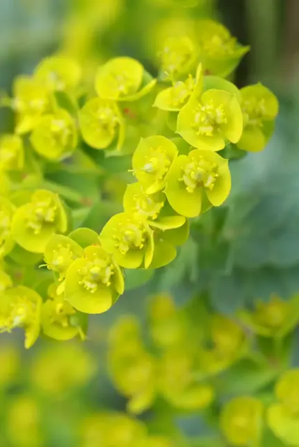 Euphorbia palustris (Moeraswolfsmelk)