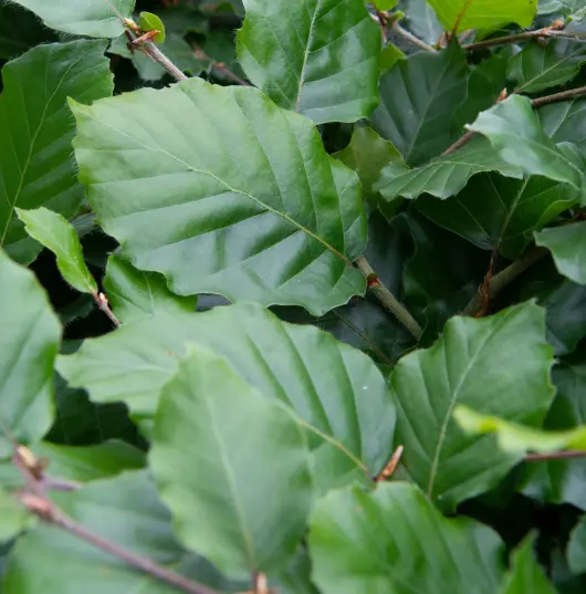 Fagus sylvatica - beuk 100/125 - image 1