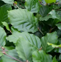 Fagus sylvatica - beuk 40/60 - image 1